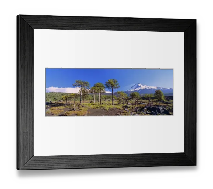Framed Print : Volcan Llaima (3125m) with stand of Monkey Puzzle trees (Araucaria araucana) Framed Print : Volcan Llaima (3125m) with stand of Monkey Puzzle trees (Araucaria araucana)