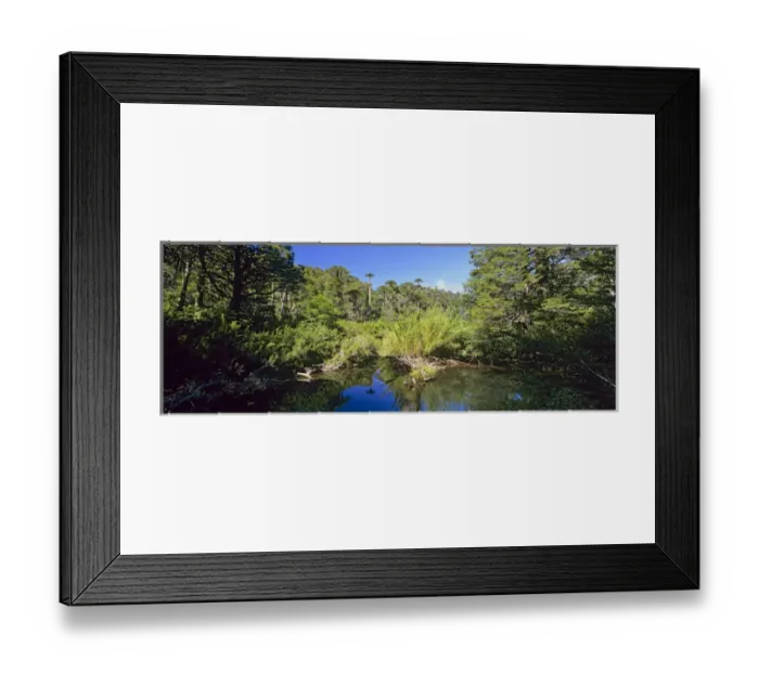 Framed Print : Mountain Forest with Monkey Puzzle Trees and Southern beeches with lake... Huerquehue National Park