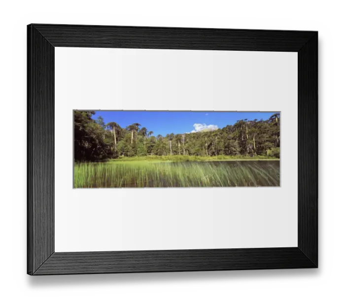 Framed Print : Mountain Forest with Monkey Puzzle Trees and Southern beeches with lake... Huerquehue National Park