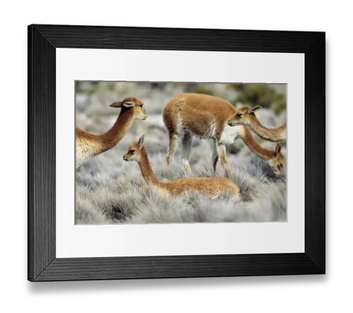 Framed Print : Vicuna (Vicugna vicugna), Altiplano, Chile Framed Print : Vicuna (Vicugna vicugna), Altiplano, Chile