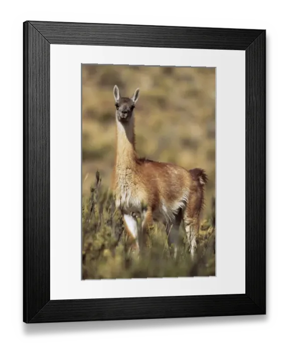 Framed Print : Guanaco (Lama guanicoe) portrait, Chile. Guanaco is a camelid and closely related Framed Print : Guanaco (Lama guanicoe) portrait, Chile. Guanaco is a camelid and closely related