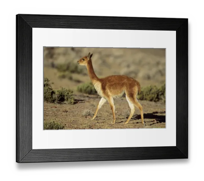 Framed Print : Vicuna (Vicugna vicugna), Altiplano, Chile Framed Print : Vicuna (Vicugna vicugna), Altiplano, Chile