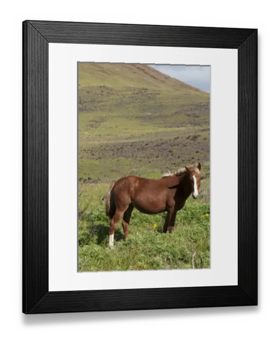 Framed Print : Rapa Nui, Easter Island, Chile Framed Print : Rapa Nui, Easter Island, Chile
