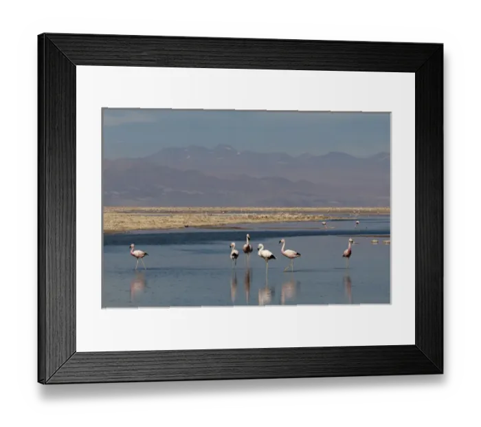 Framed Print : Chilean Flamingo, (Phoenicopterus chilensis), Laguna Chaxa, Salar de Atacama, Atacama Desert Framed Print : Chilean Flamingo, (Phoenicopterus chilensis), Laguna Chaxa, Salar de Atacama, Atacama Desert
