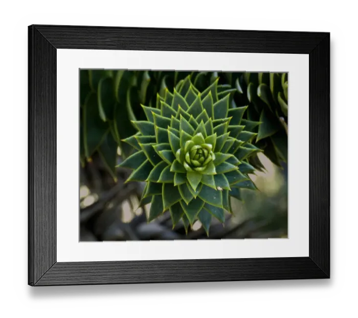 Framed Print : Huerquehue National Park, Chile. South America. Tip of branch of monkeypuzzle tree Framed Print : Huerquehue National Park, Chile. South America. Tip of branch of monkeypuzzle tree