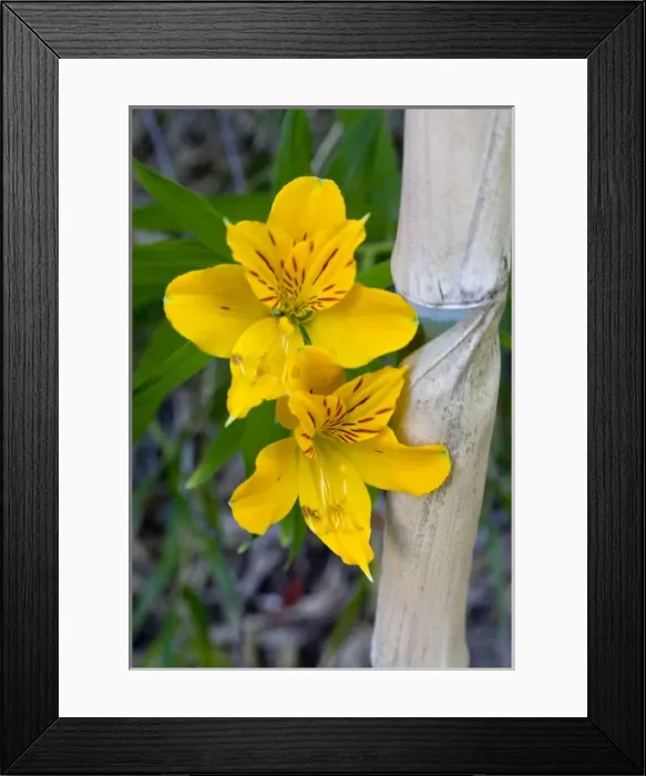 Framed Print : Chile. South America. Blooming lilies and bamboo Framed Print : Chile. South America. Blooming lilies and bamboo