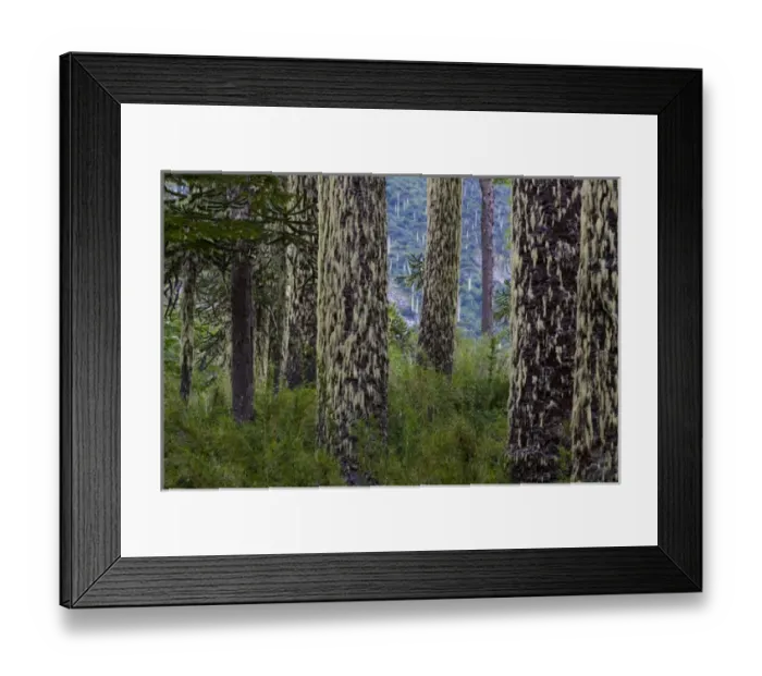 Framed Print : Huerquehue National Park, Chile. South America. Lichen on trunks of monkeypuzzle trees