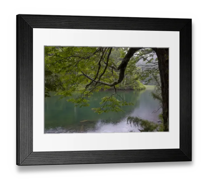 Framed Print : Chile. South America. Temperate rainforest and Lago Chico. Huerquehue National Park Framed Print : Chile. South America. Temperate rainforest and Lago Chico. Huerquehue National Park
