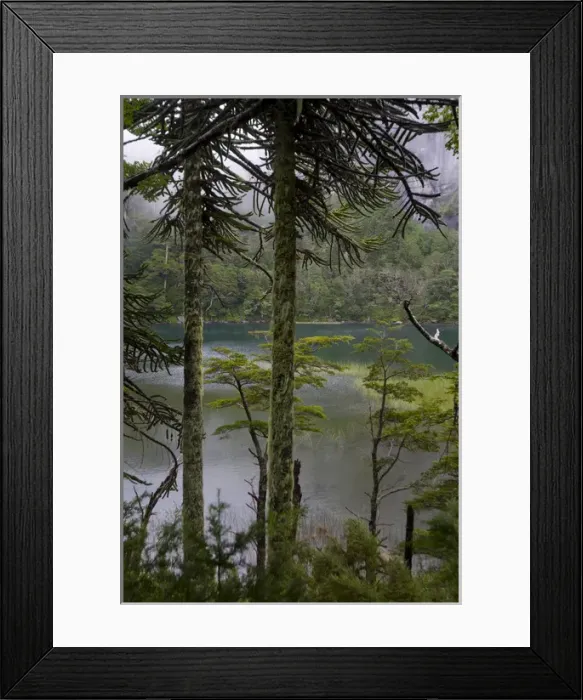 Framed Print : Chile. South America. Temperate rainforest and Lago Chico. Huerquehue National Park