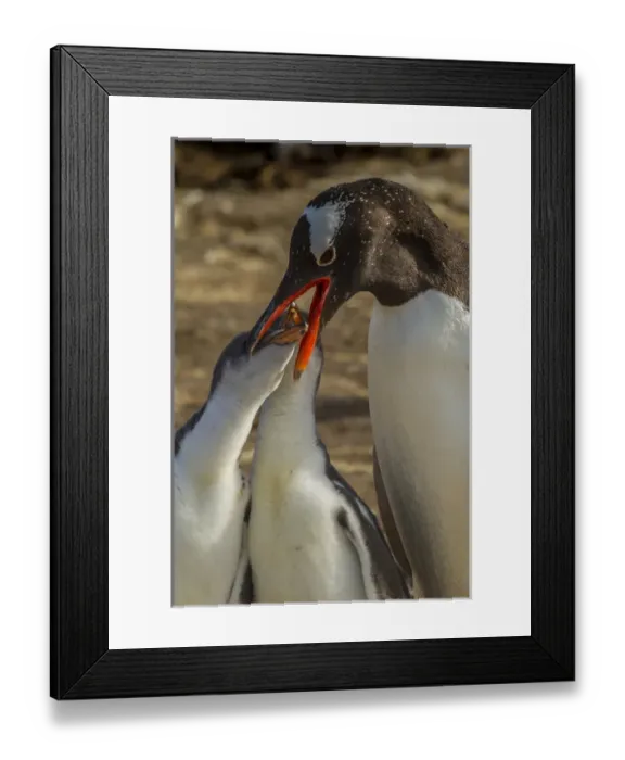 Framed Print : South America, Falkland Islands, Sea Lion Island. Gentoo penguin adult feeding chicks