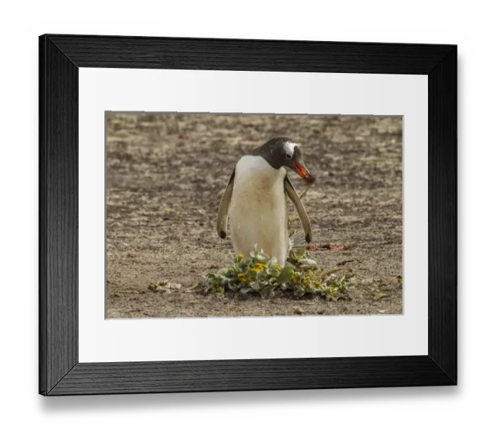 Framed Print : South America, Falkland Islands, Saunders Island. Gentoo penguin gathering nest material