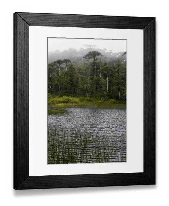 Framed Print : Chile. South America. Lago Chico and temperate rainforest on rainy day. Huerquehue National Park Framed Print : Chile. South America. Lago Chico and temperate rainforest on rainy day. Huerquehue National Park
