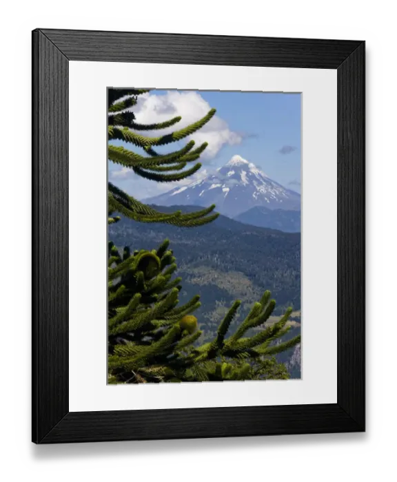 Framed Print : Huerquehue National Park, Chile. South America. Monkeypuzzle tree (Araucaria araucana) Framed Print : Huerquehue National Park, Chile. South America. Monkeypuzzle tree (Araucaria araucana)
