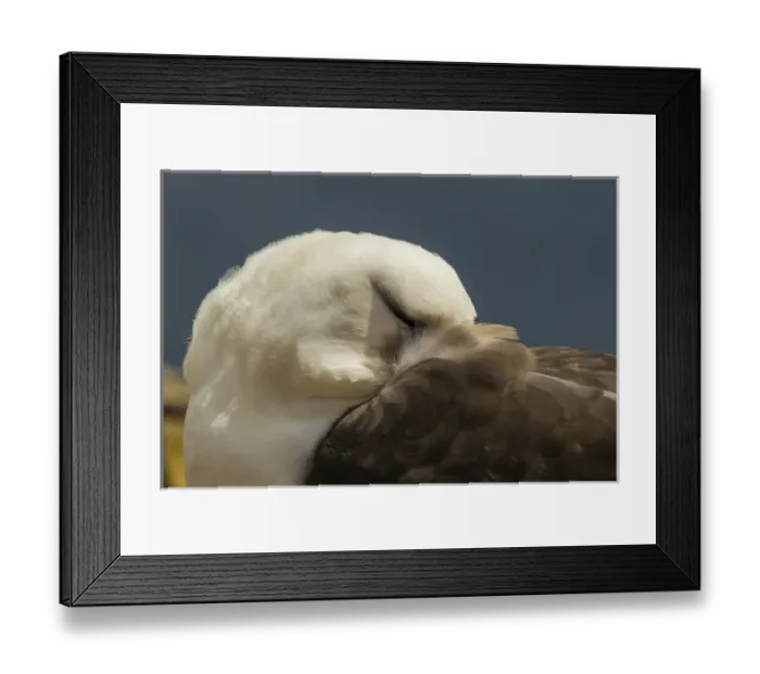 Framed Print : South America, Falkland Islands, Saunders Island. Black-browed albatross resting Framed Print : South America, Falkland Islands, Saunders Island. Black-browed albatross resting