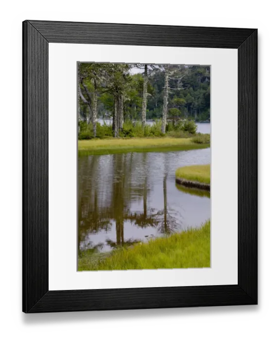 Framed Print : Chile. South America. Monkeypuzzle trees (Araucaria araucana), also know as pehun