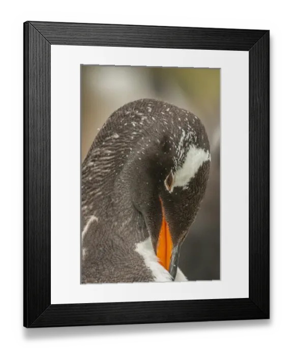 Framed Print : South America, Falkland Islands, Bleaker Island. Gentoo penguin adult preening. Credit as