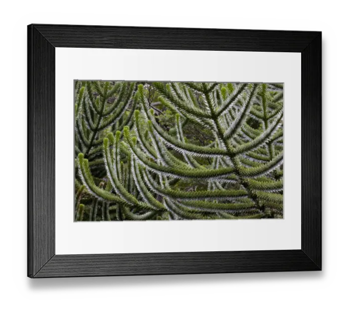 Framed Print : Chile. South America. Detail, bark of monkeypuzzle tree (Araucaria araucana), also know as pehun Framed Print : Chile. South America. Detail, bark of monkeypuzzle tree (Araucaria araucana), also know as pehun