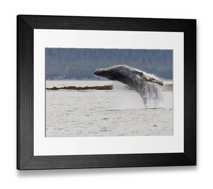 Framed Print : USA, Alaska, Frederick Sound. Humpback whale lunges out of water
