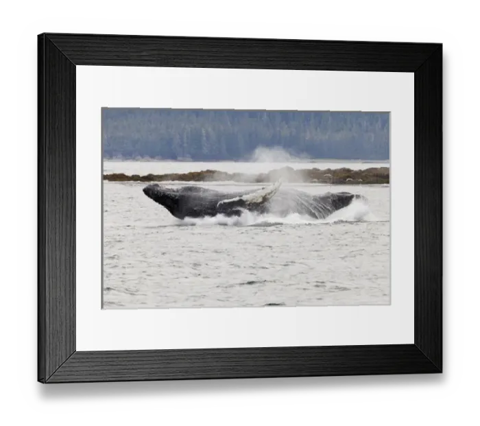 Framed Print : USA, Alaska, Frederick Sound. Humpback whale falls back to water after lunge. Credit as Framed Print : USA, Alaska, Frederick Sound. Humpback whale falls back to water after lunge. Credit as