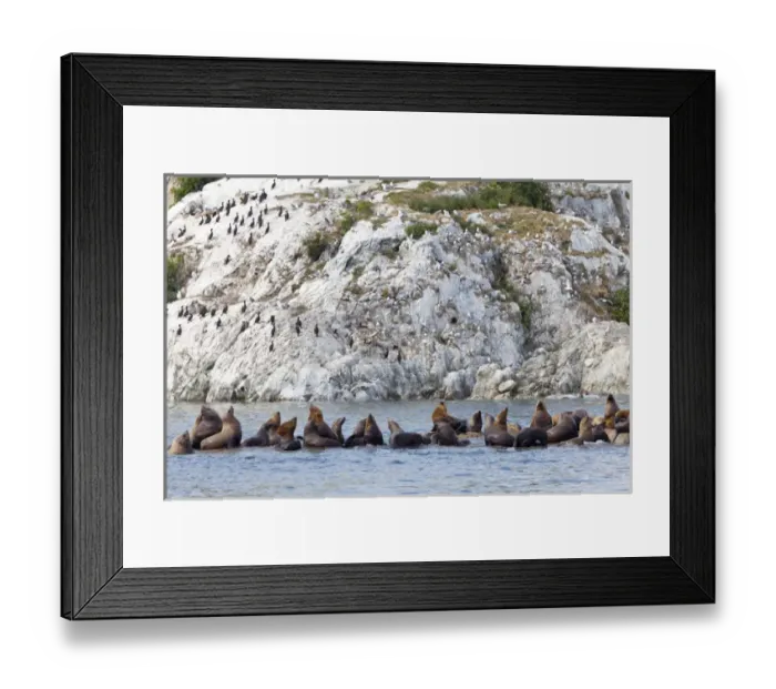 Framed Print : USA, Alaska, Glacier Bay National Park. Resting Steller sea lions and birds on shoreline cliff Framed Print : USA, Alaska, Glacier Bay National Park. Resting Steller sea lions and birds on shoreline cliff