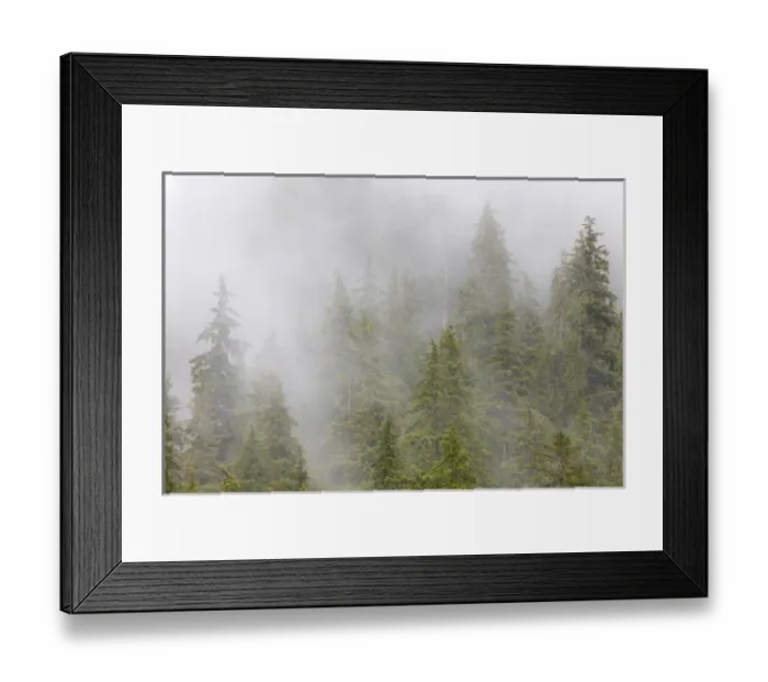 Framed Print : USA, Alaska. Fog in spruce and hemlock forest near Martin Creek Framed Print : USA, Alaska. Fog in spruce and hemlock forest near Martin Creek
