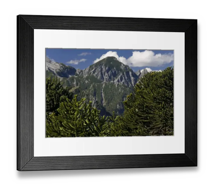 Framed Print : Huerquehue National Park, Chile. South America. Monkeypuzzle trees (Araucaria araucana) Framed Print : Huerquehue National Park, Chile. South America. Monkeypuzzle trees (Araucaria araucana)