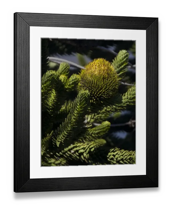 Framed Print : Chile. South America. Detail of branches and fruiting body of Araucaria (monkey puzzle) tree Framed Print : Chile. South America. Detail of branches and fruiting body of Araucaria (monkey puzzle) tree