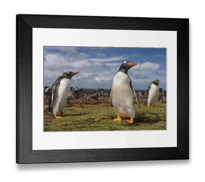 Framed Print : South America, Falkland Islands, Bleaker Island. Gentoo penguin colony. Credit as