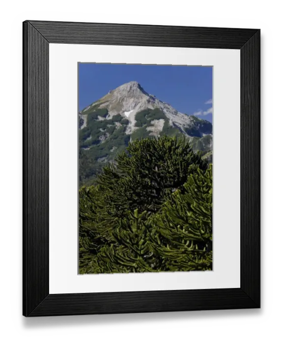Framed Print : Huerquehue National Park, Chile. South America. Monkeypuzzle trees (Araucaria araucana) Framed Print : Huerquehue National Park, Chile. South America. Monkeypuzzle trees (Araucaria araucana)