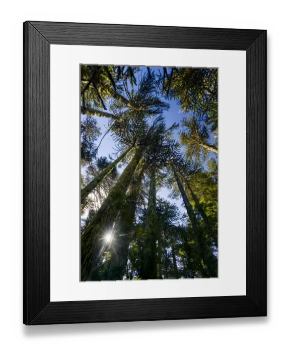 Framed Print : Huerquehue National Park, Chile. South America. Monkeypuzzle trees (Araucaria araucana)