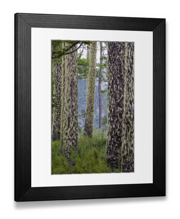 Framed Print : Huerquehue National Park, Chile. South America. Lichen on trunks of monkeypuzzle trees