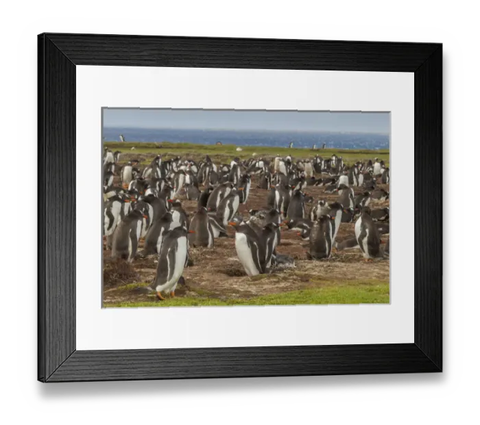 Framed Print : South America, Falkland Islands, Bleaker Island. Gentoo penguin colony. Credit as Framed Print : South America, Falkland Islands, Bleaker Island. Gentoo penguin colony. Credit as