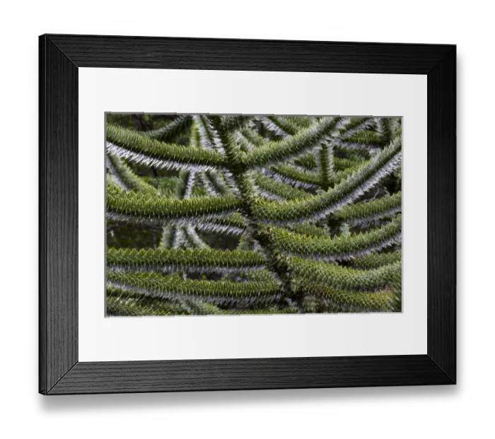 Framed Print : Huerquehue National Park, Chile. South America. Branches of monkeypuzzle trees (Araucaria araucana)