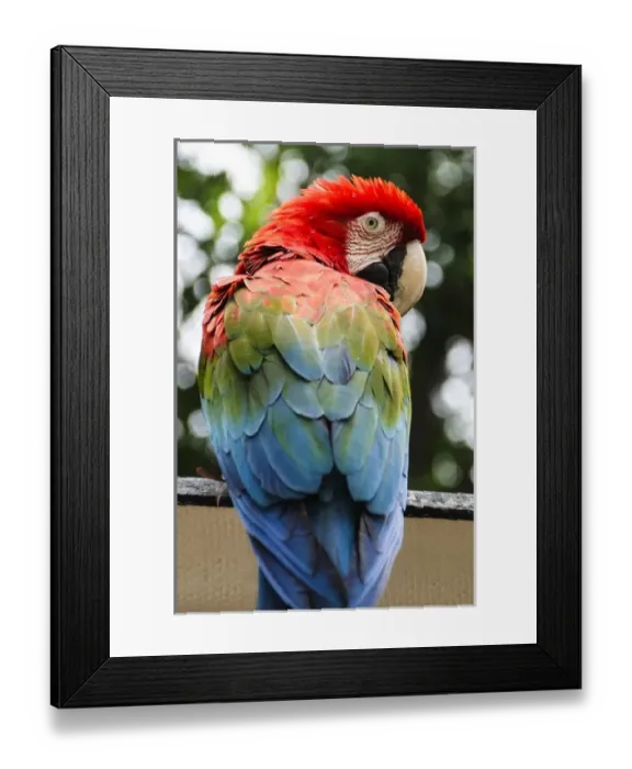 Framed Print : Colombia, Minca. Red and Green Macaw