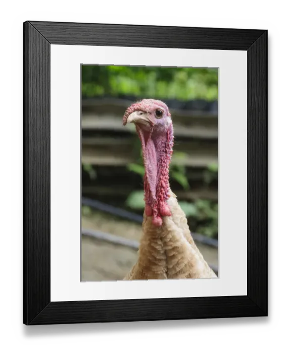 Framed Print : Colombia, Minca. Domestic turkey, closeup Framed Print : Colombia, Minca. Domestic turkey, closeup