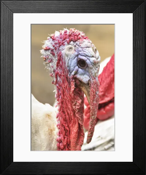 Framed Print : Colombia, Minca. Domestic turkey, closeup