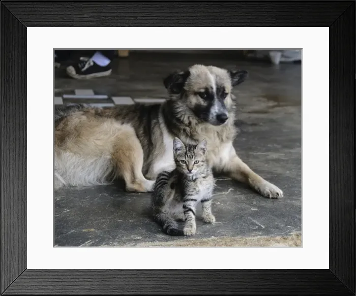 Framed Print : Colombia, Minca. Kitten and dog