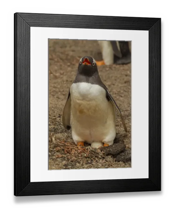 Framed Print : South America, Falkland Islands, Saunders Island, Close-up of gentoo penguin with egg