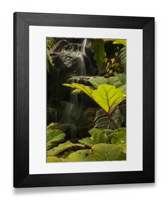 Framed Print : Plant detail at a botanical garden, Quito, Ecuador