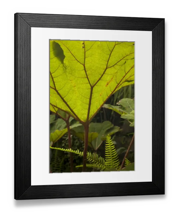 Framed Print : Plant detail at a botanical garden, Quito, Ecuador Framed Print : Plant detail at a botanical garden, Quito, Ecuador