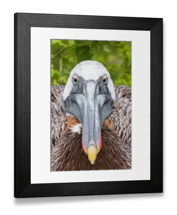 Framed Print : Ecuador, Galapagos Islands, Rabida. Brown pelican on nest staring ahead. Credit as