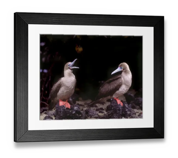 Framed Print : South America, Ecuador, Galapagos Islands. Detail of red-footed boobies on lava rocks