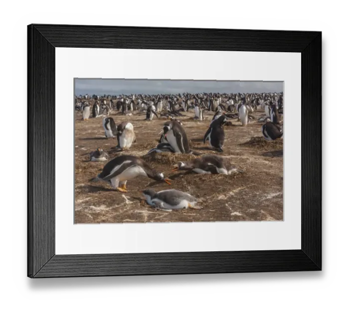 Framed Print : South America, Falkland Islands, Sea Lion Island. Gentoo penguin colony. Credit as Framed Print : South America, Falkland Islands, Sea Lion Island. Gentoo penguin colony. Credit as