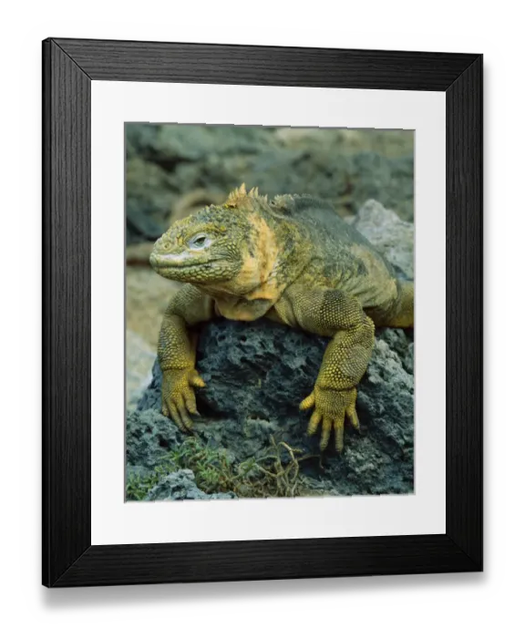 Framed Print : South America, Ecuador, Galapagos Islands. Detail of land iguana on volcanic rock