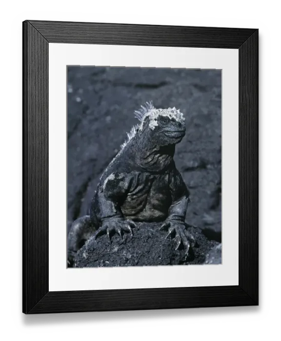 Framed Print : South America, Ecuador, Galapagos Islands. Detail of marine iguana on volcanic rock