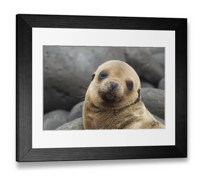 Framed Print : South America, Ecuador, Galapagos Islands Framed Print : South America, Ecuador, Galapagos Islands