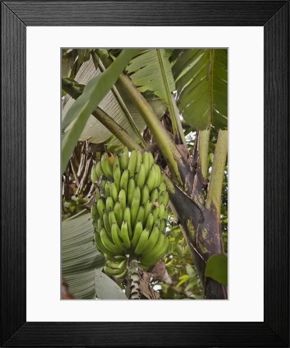 Framed Print : South America, Ecuador. Bananas growing wild in a cloud forest