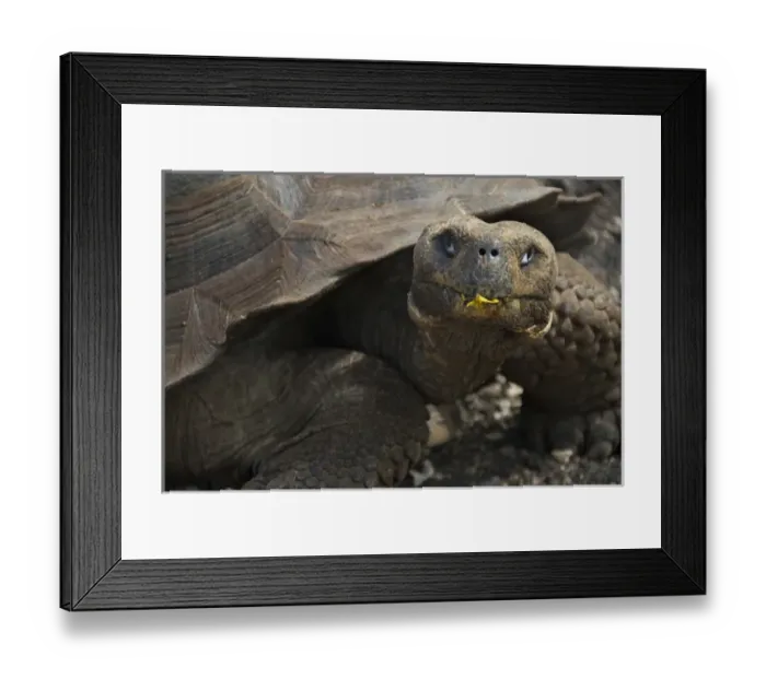 Framed Print : South America, Ecuador, Galapagos Islands. Female giant tortoise at Charles Darwin Research Station Framed Print : South America, Ecuador, Galapagos Islands. Female giant tortoise at Charles Darwin Research Station