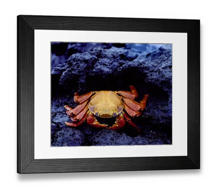 Framed Print : South America, Ecuador, Galapagos Islands. Detail of Sally lightfoot crab on black lava Framed Print : South America, Ecuador, Galapagos Islands. Detail of Sally lightfoot crab on black lava