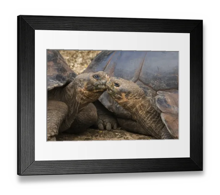 Framed Print : South America, Ecuador, Galapagos Islands Framed Print : South America, Ecuador, Galapagos Islands
